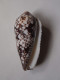 Conus Episcopatus - Seashells & Snail-shells