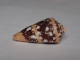 Conus Ammiralis - Coquillages