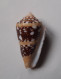 Conus Ammiralis - Schelpen