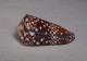 Conus Gisellelieae - Seashells & Snail-shells