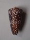 Conus Gisellelieae - Conchiglie