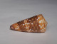 Conus Nobilis Victor - Seashells & Snail-shells