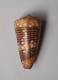 Conus Nobilis Victor - Seashells & Snail-shells