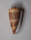 Conus Nobilis Victor - Seashells & Snail-shells