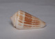 Conus Albicans - Seashells & Snail-shells