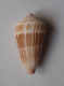 Conus Albicans - Muscheln & Schnecken