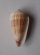 Conus Albicans - Seashells & Snail-shells