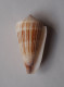 Conus Albicans - Muscheln & Schnecken