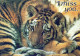 TIGRE GATO GRANDE Animales Vintage Tarjeta Postal CPSM #PAM027.A - Tigres