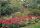 Angleterre - Windermere - Holehird - The Lakeland Horticultural Society Gardens - Jardins - Fleurs - Cumberland - Westmo - Windermere
