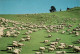Sheep Farming, Rotorua - New Zealand - Neuseeland