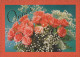 FLOWERS Vintage Postcard CPSM #PBZ113.GB - Flowers