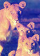 LION Animals Vintage Postcard CPSM #PBS064.GB - Lions
