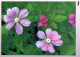FLOWERS Vintage Postcard CPSM #PAR525.GB - Flowers