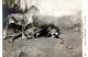 LION Animals Vintage Postcard CPA #PKE774.GB - Lions