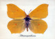 SCHMETTERLINGE Tier Vintage Ansichtskarte Postkarte CPSM #PBS444.DE - Butterflies