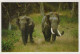 ELEFANTE Animale Vintage Cartolina CPSM #PBS762.IT - Elephants