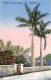 Bermuda - Stately Royal Palms - Publ. The Herrington Co. 60 - Bermudes