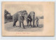 Malaysia - Elephant - Native States - RELIEF POSTCARD - Publ. G. R. Lambert & Co.  - Maleisië