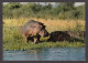 089713/ Hippopotames - Flusspferde