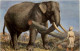 Elefant - Künstler AK Fr. Specht - Éléphants