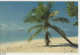 135683 - Malediven (Gesamt) - Malediven - Palme Am Strand - Maldive