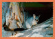 A618 / 031 Australie BRUSHTAIL POSSUM - Unclassified