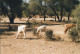 Delcampe - PHOTOGRAPHIES ORIGINALES / AFRIQUE - SENEGAL - DJOUGJ En 2000  (lot De 41 Photos) - Amérique