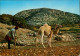 Ansichtskarte TOLMETA Plough By The Mountain Kamel-Bauer 1970 Libya Frankierung - Unclassified