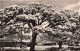 FRANCE - Nouméa - Les Flamboyants - Vues Sur Des Arbres - Maisons - Voitures - Carte Postale Ancienne - Nouvelle Calédonie