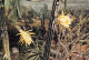 FLEURS - PLANTES & ARBRES - Nights Flowering Cactus - Hylocereus Undatus - Carte Postale - Flowers