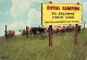 ANIMAUX & FAUNE - Royal Camping - Sol Gazonné - Terrain Gardé - Troupeau De Vaches - Carte Postale - Andere & Zonder Classificatie