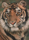 TIGRE GATO GRANDE Animales Vintage Tarjeta Postal CPSM Unposted #PAM025.ES - Tigres