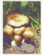 Postal Stationery Belarus 1999 Mushroom - Funghi