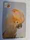 ZAMBIA  TELECOM  MAGSTRIPE   100 UNITS   - PARROT BIRD FINE USED CARD **16493** - Zambia