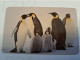 ZAMBIA  TELECOM  MAGSTRIPE   100 UNITS   - KEISER PINGUIN /  BIRD FINE USED CARD **16495** - Zambie