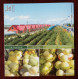 Fruit Muskmelon,CN 10 Heilongjiang Top 100 The Most Worthwhile Attractions Bajingzi Sightseeing Agricultural Park PSC - Frutta