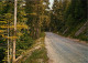 Forêt - Arbres - CPM - Voir Scans Recto-Verso - Árboles