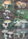 8 Pc. Cortinarius, Mushrooms, OFTIS, Czech Rep.  2010,  95 X 65 Mm - Klein Formaat: 2001-...