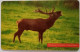 Slovakia 50 Units Chip Card - Jelen Horny ( Deer ) - Eslovaquia