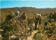 Vignes - Scènes De Vendanges - Les Vendanges En Languedoc - CPM - Voir Scans Recto-Verso - Vignes