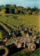 Vignes - Bordeaux - Scènes De Vendanges - CPM - Voir Scans Recto-Verso - Vignes