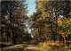 Forêt - Arbres - CPM - Voir Scans Recto-Verso - Bäume