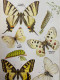 Schreibers Kleiner Atlas Der Schmetterlinge Und Raupen; Heft 1. - Animales