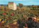 Vignes - Scènes De Vendanges - CPM - Voir Scans Recto-Verso - Vignes