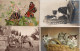 ANIMAL . LOT 57 CARTES POSTALES. LIVRAISON OFFERTE   Achat Immédiat - 5 - 99 Cartoline