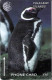 Falkland Islands: Penguin - Falkland