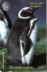 Falkland Islands: Penguin - Falklandeilanden
