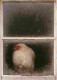 Animaux - Oiseaux - Poules - CPM - Voir Scans Recto-Verso - Vögel