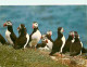 Animaux - Oiseaux - Macareux Moine - Puffin - Bretagne - CPM - Voir Scans Recto-Verso - Vögel